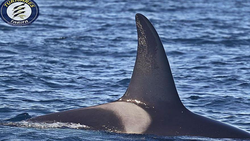 Imagen de una orca avistada en aguas españolas.   | // PEDRO QUIJANO/GTOA