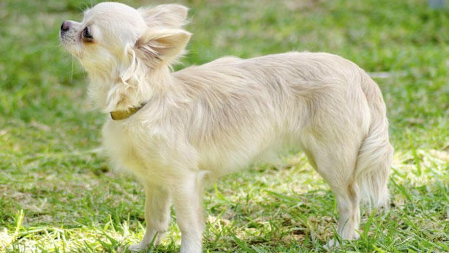 La norma prohíbe cortar el rabo del perro por motivos estéticos.