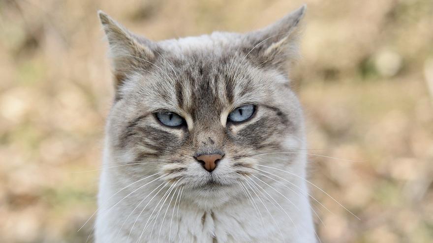 La alerta de los veterinarios: nunca debes dar este tipo de comida a tu gato