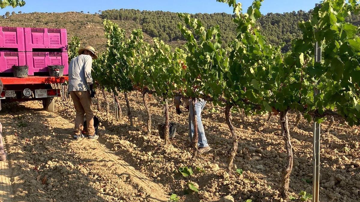 Dos trabajadores recogen los primeros racimos de uva de 2022.