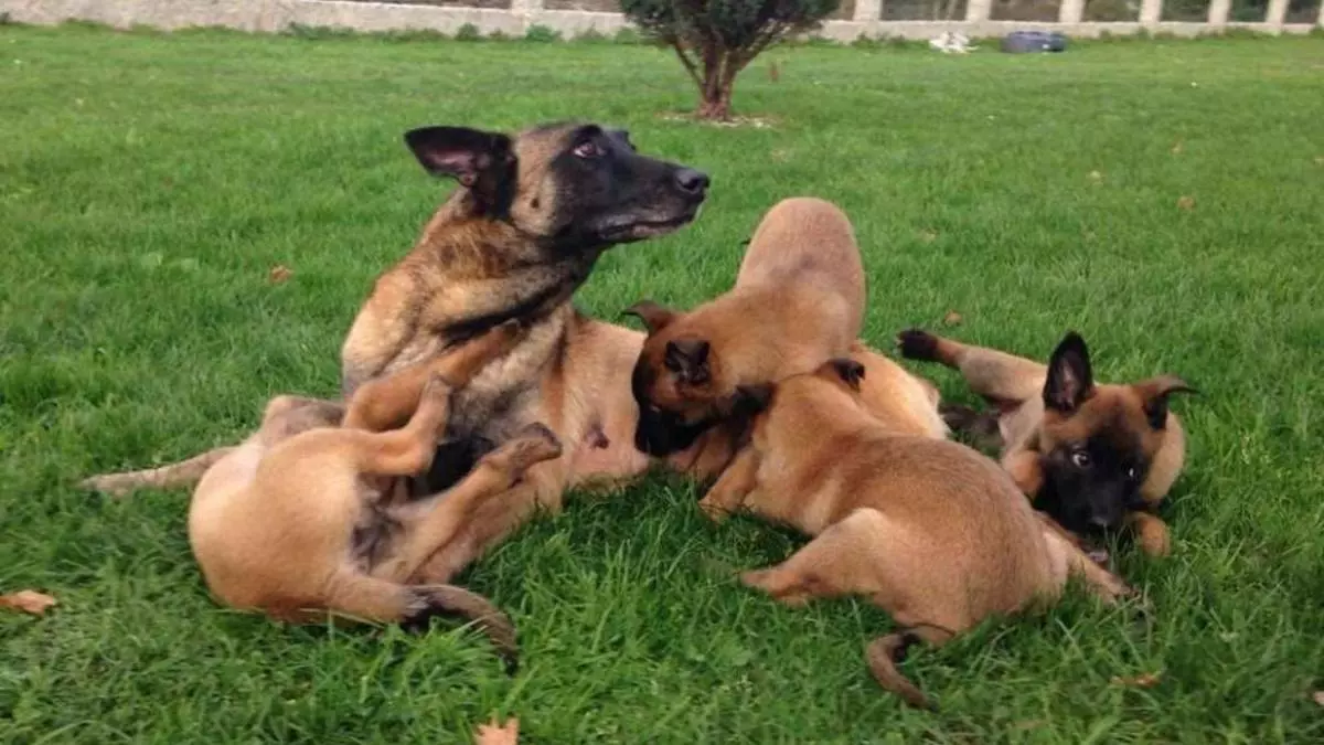 «Un misil peludo que se despierta como si tuviera un turno de 12 horas»: el reel viral que reabre el debate sobre el pastor belga malinois