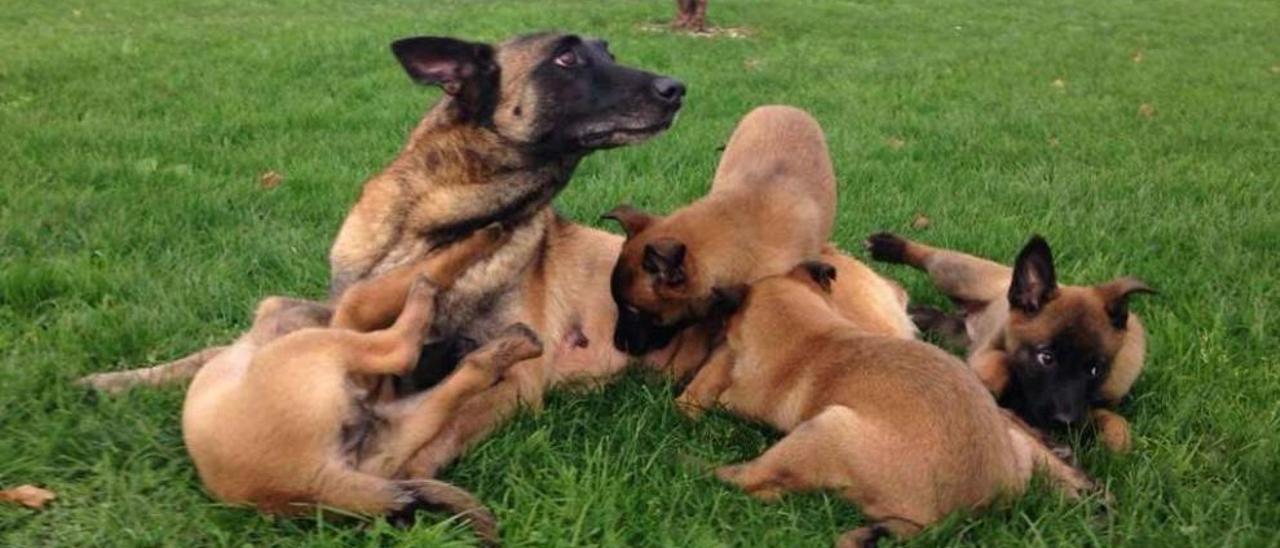 La laureada pastor belga malinois, con los cachorros que ahora entrenará la unidad de salvamento.