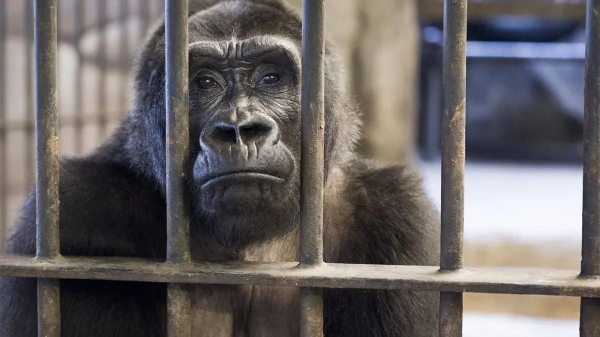 'Bua Noi', la última gorila cautiva en Tailandia.