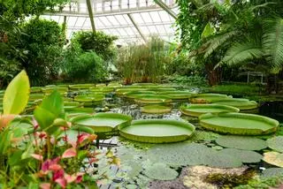 El jardín botánico más antiguo de España se plantó hace más de cuatro siglos: un oasis con especies de cinco continentes en pleno centro