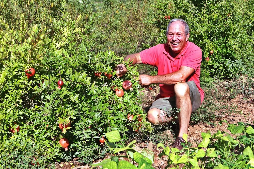 Auf der Bio-Finca S’Hort de Son Morro wachsen rund 500 Bäume, die ab jetzt reife Granatäpfel tragen. Besitzer José Romero weiß, welche Sorten besonders gut munden – und wie man die Früchte am besten s