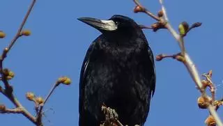 Figueres, el quilòmetre zero de l'expansió de la graula a Catalunya