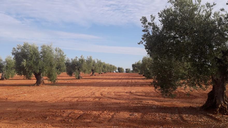 13.000 hectáreas en situación crítica por la caída de la cosecha