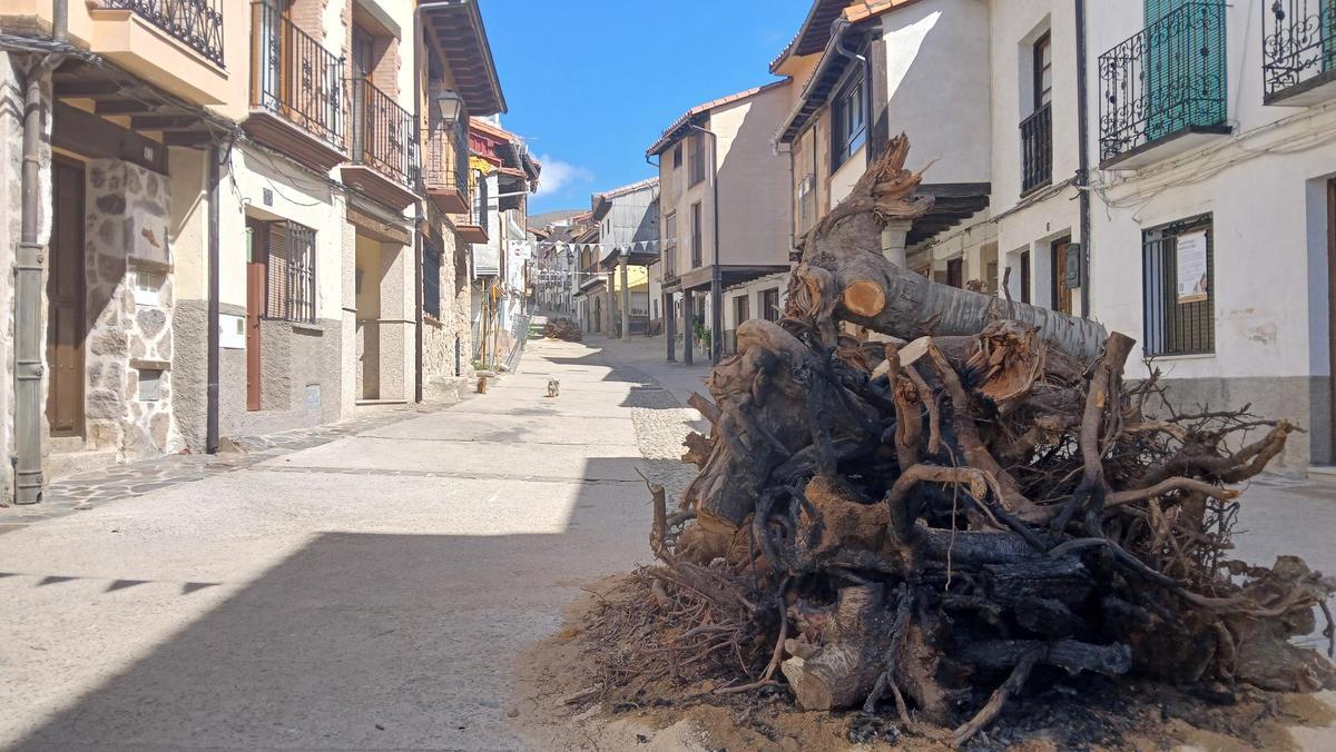 Fotogalería | El Cerezo en Flor del Jerte