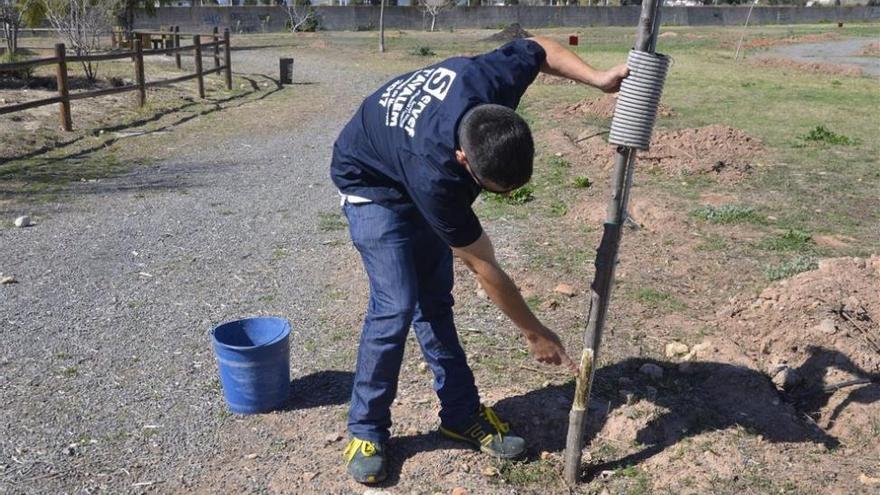 Medio Ambiente da 20 permisos de caza para atajar la plaga de conejos de Moncofa