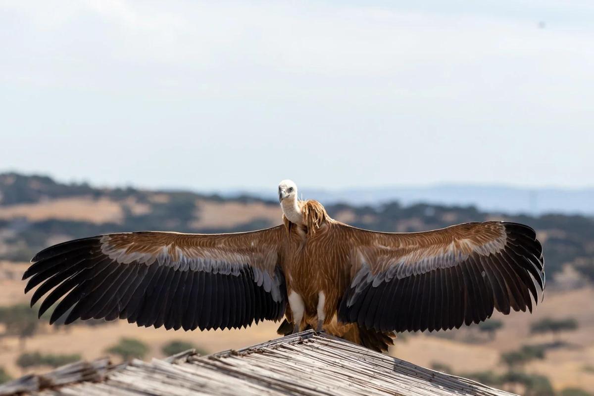 El buitre es una de las aves que más fácilmente se avistan.