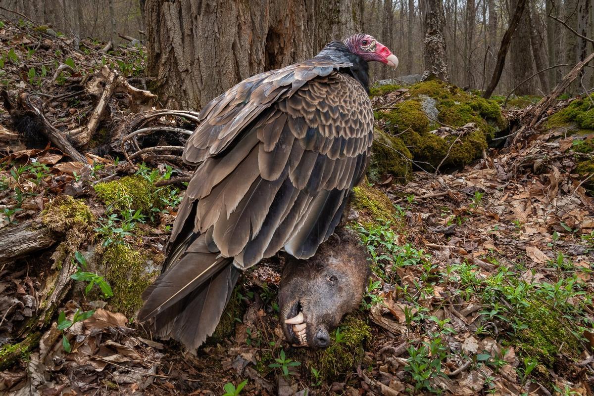 'El carroñero', oro en la categoría 'Comportamiento de las aves'.