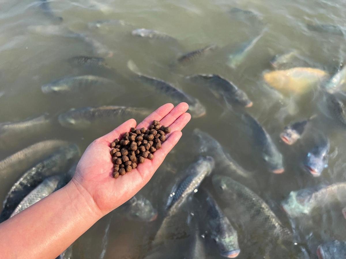 La alimentación de los peces, uno de los grandes retos ambientales