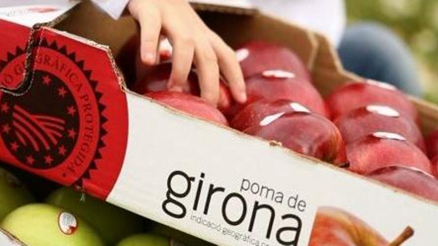 IGP Poma de Girona s&#039;obre a nous mercats i ja exporta a Israel, Sri Lanka o el Canadà