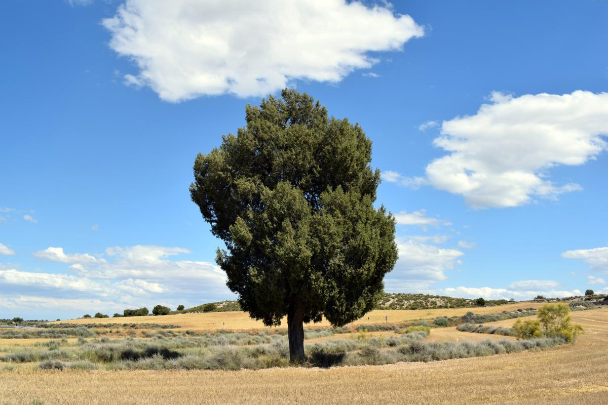 Ejemplar monumental y solitario de sabina cerca de Castejón de Monegros.