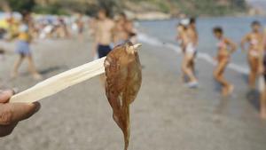 Un ejemplar de medusa en una playa de Málaga.