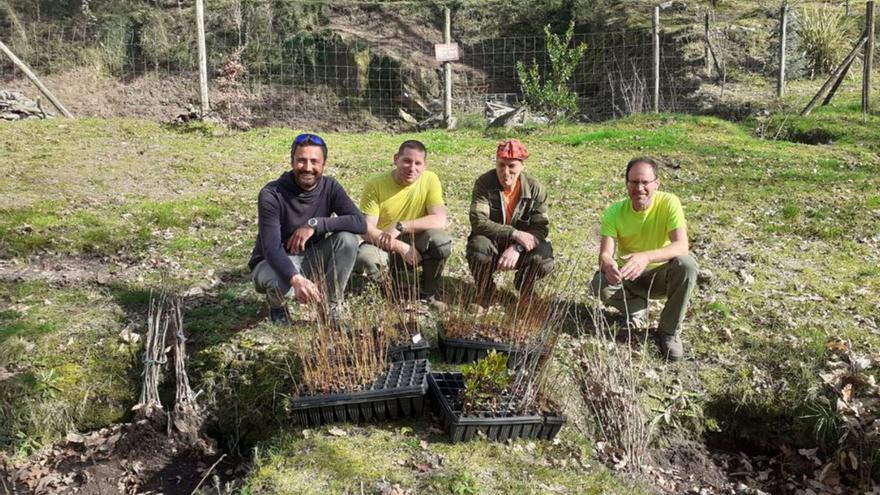 Directivos y trabajadores de la comunidad de montes de Moaña con parte de los plantones de especies autóctonas.