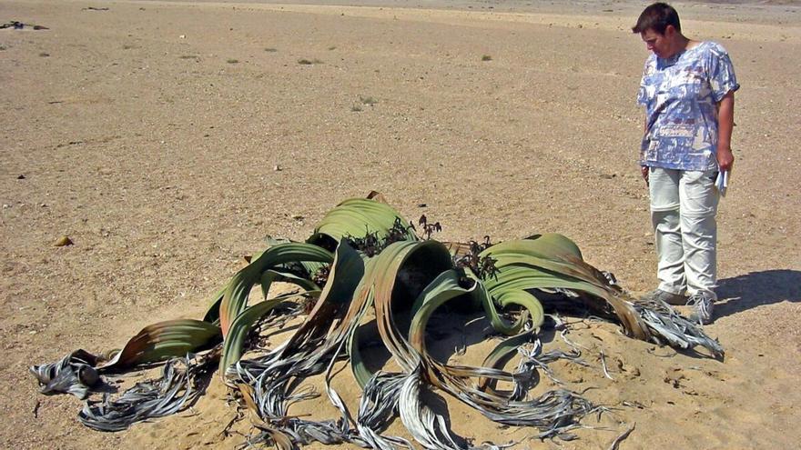 Dos proteínas de la raíz de las plantas evitan el envejecimiento provocado por el estrés