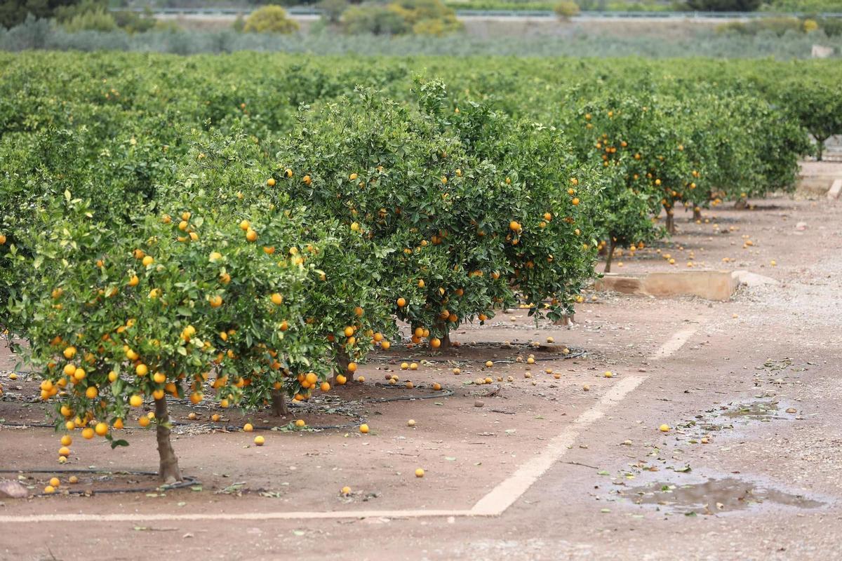 Huertos de naranjos en Benicassim, en una imagen de archivo.