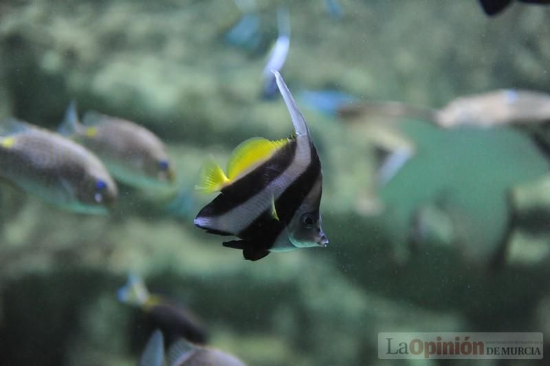 El acuario de la UMU albergará las especies emblemáticas del Mar Menor