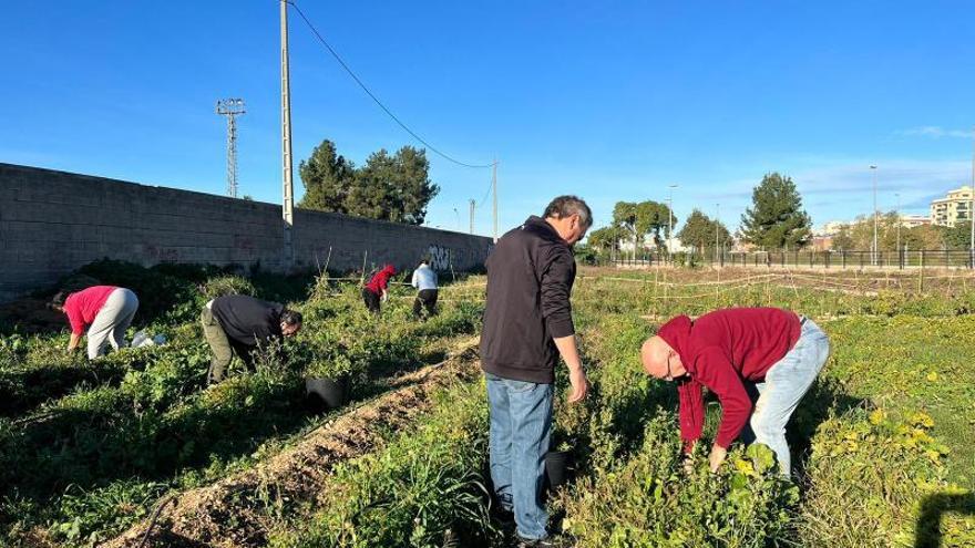 La cosecha se llevará tras el proceso de secado al Mercat Municipal de Carcaixent, previsiblemente ya después de Navidad. | INTERPRETA NATURA