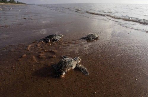 Crías de tortuga gatean hacia el agua en la playa de Babunsanti (Guayana Holandesa)