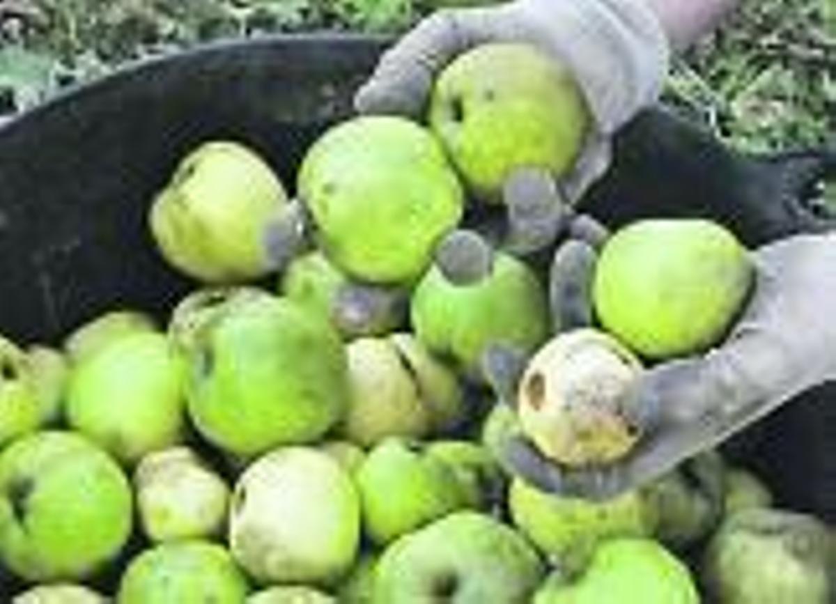 Manzanas recién recolectadas. |