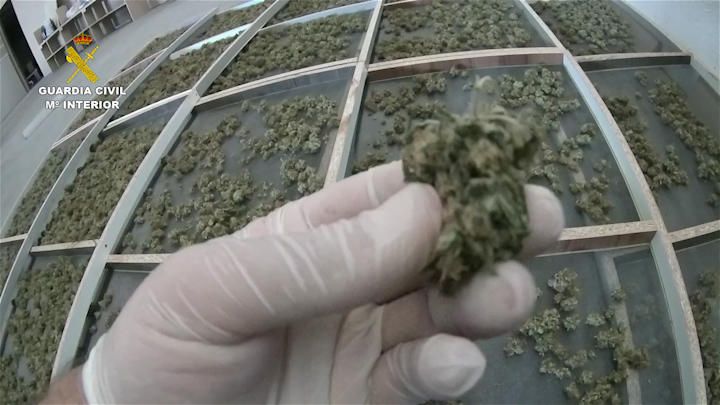 Ocho detenidos en Murcia y Alicante por cultivo y venta de marihuana