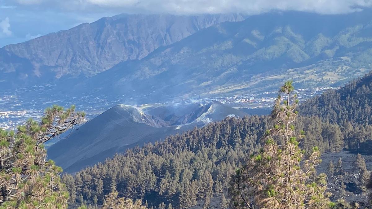 El pinar del suroeste de La Palma recupera su verdor.