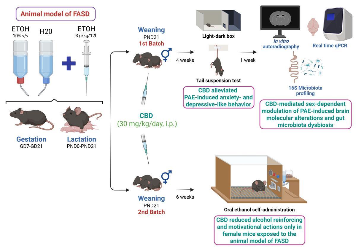 Gráfico explicativo del estudio realizado por el Instituto de Neurociencias de la UMH de Elche sobre el uso del CBD