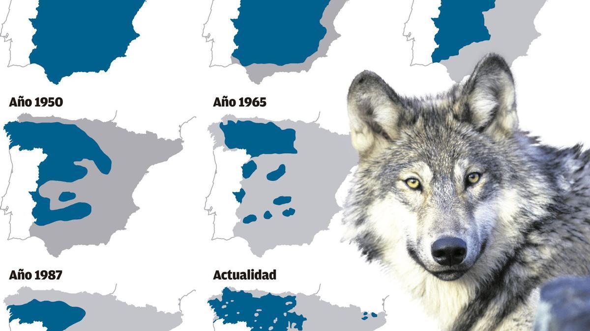 Evolución de la distribución del lobo en España