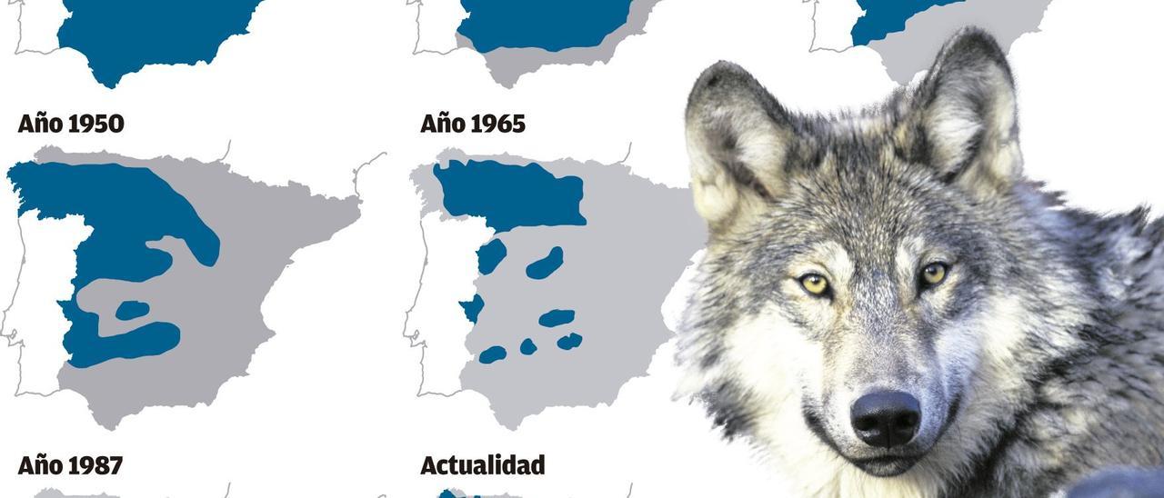 Evolución de la distribución del lobo en España