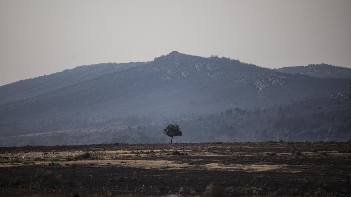 Zamora, calcinada tras los incendios en Sierra de la Culebra.