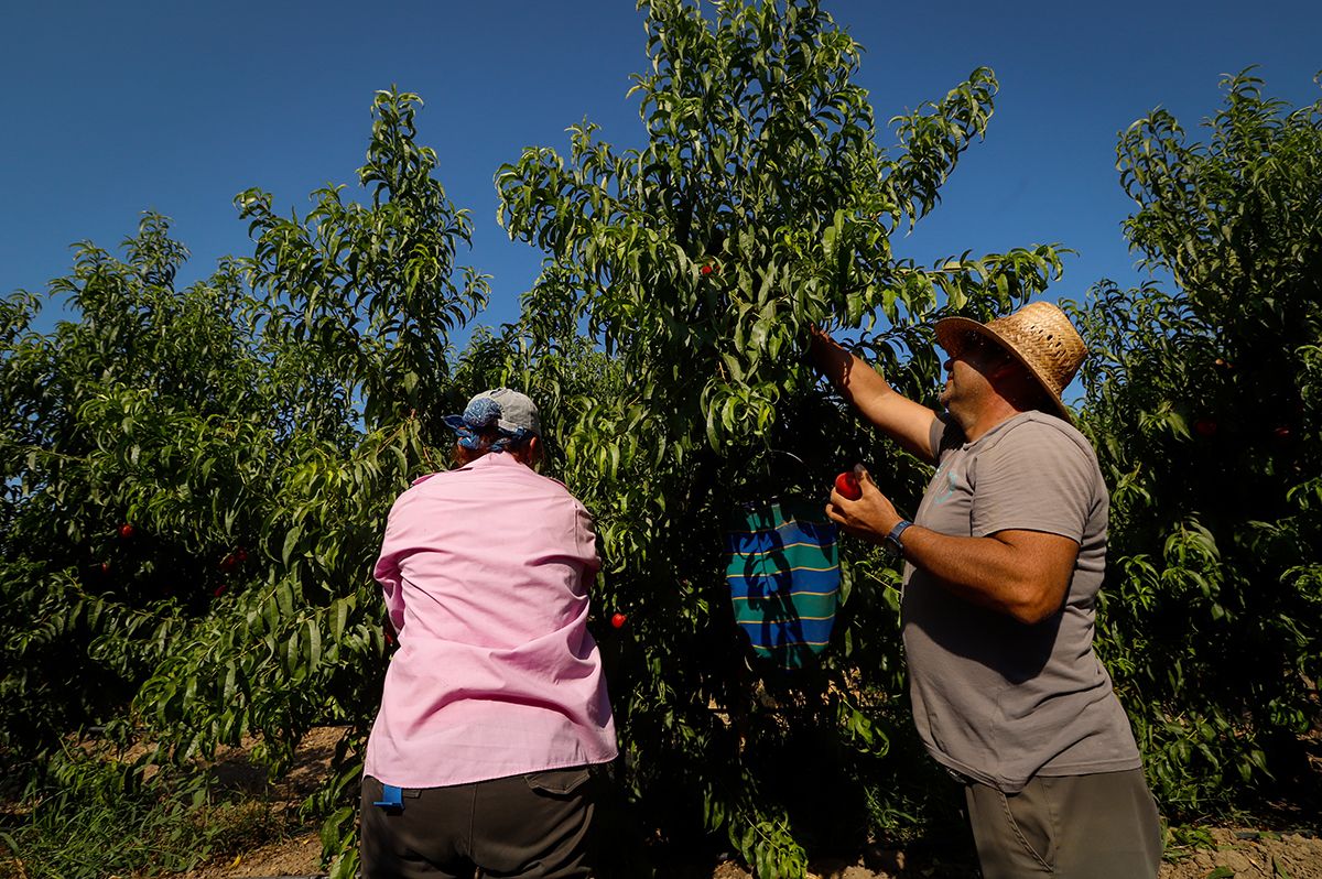 La finca La Veguilla se encuentra en plena recolección