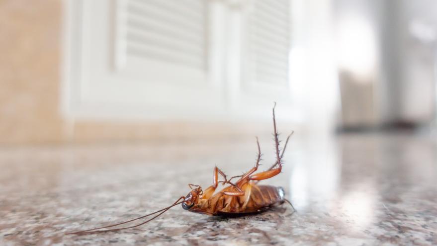 Una cucaracha moviliza a la Policía Local de Vigo