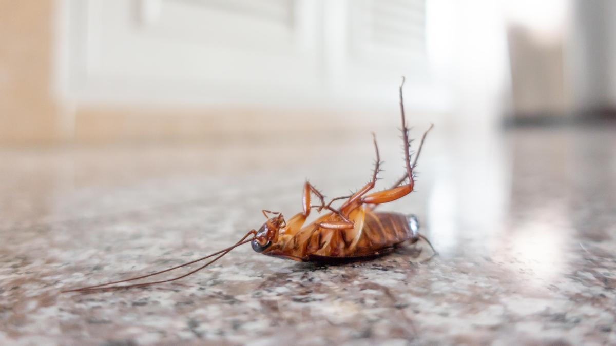 La Policía Local de Vigo tuvo que intervenir esta semana en una vivienda del centro para retirar una cucaracha.