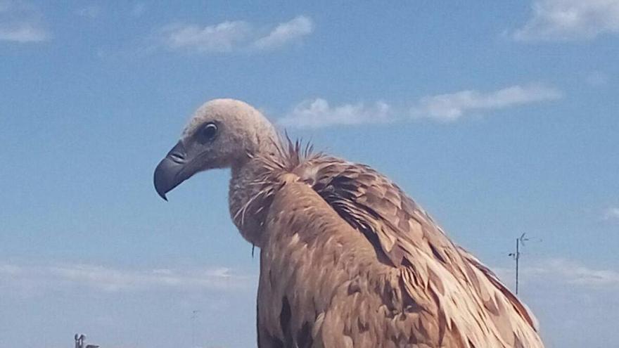 Un buitre leonado en la terraza de casa