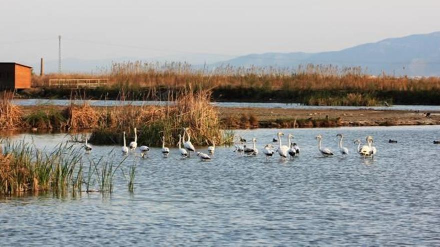 Acuamed excluye a las ONG de la gestión de los tancats de l&#039;Albufera