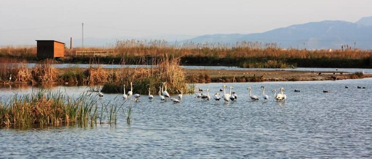 Acuamed excluye a las ONG de la gestión de los tancats de l&#039;Albufera