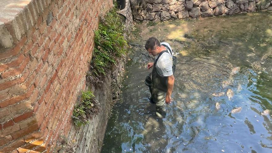 Efectos de la sequía en Castellón: Trasvasan 200 peces de un paraje natural para evitar que mueran por falta de agua