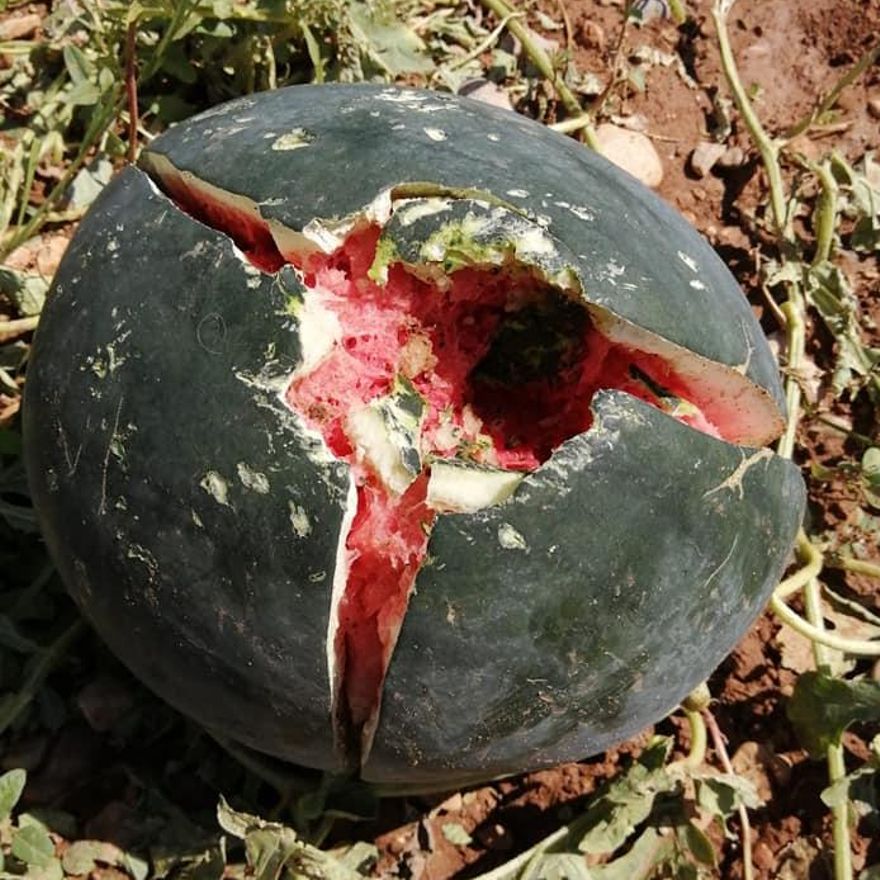 Sandía de un campo de Benicarló destrozado por la granizada.