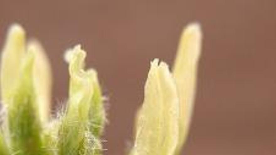 Detalle de la flor del garbancillo de Tallante