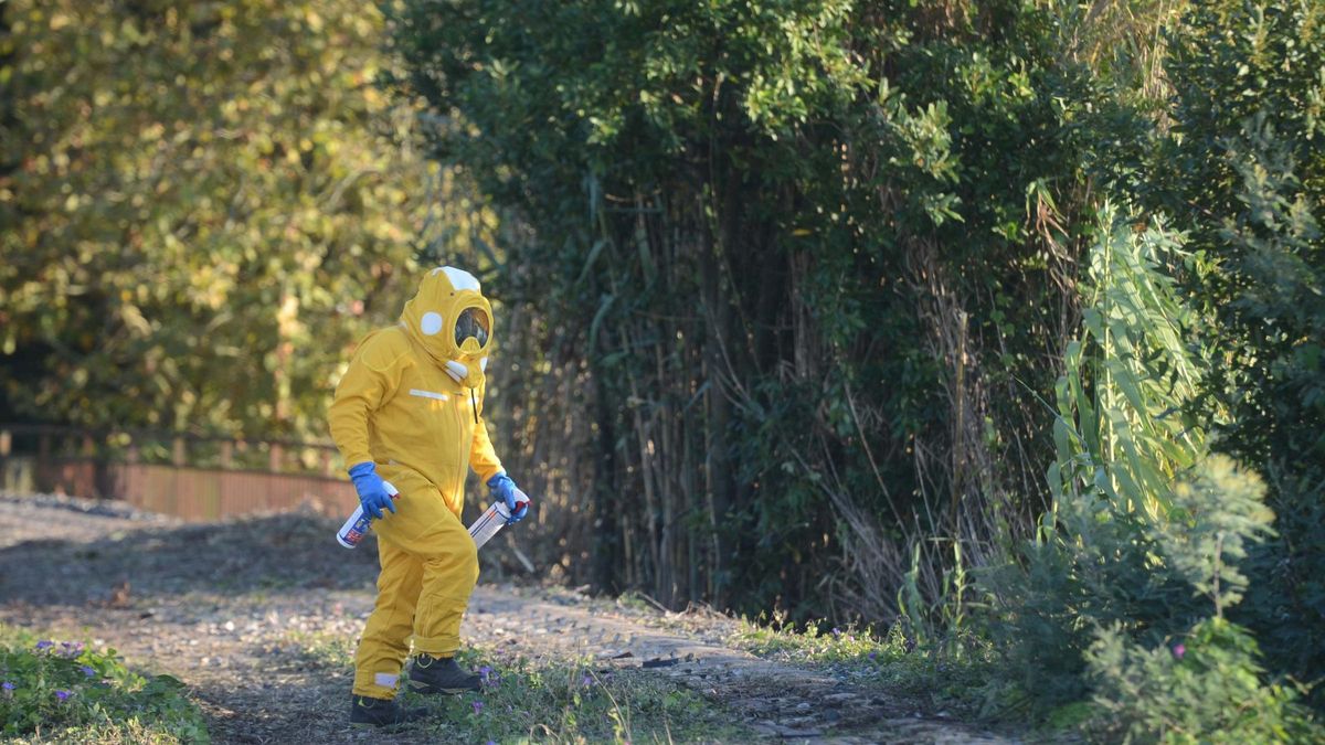 Un operario uniformado para recoger con seguridad nidos de velutina.