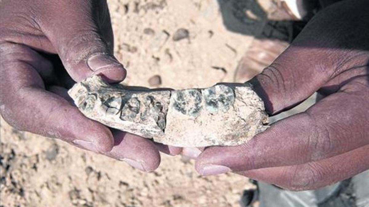 El maxilar de hace 2,8 millones de años hallado en Afar, con los cinco dientes de tamaño reducido.