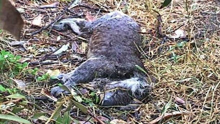 Un coala mort durant la tala d&#039;eucaliptus a Victòria