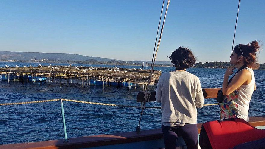 Observación de aves a bordo del barco "Chasula" en la Reserva Ornitológica de O Grove.