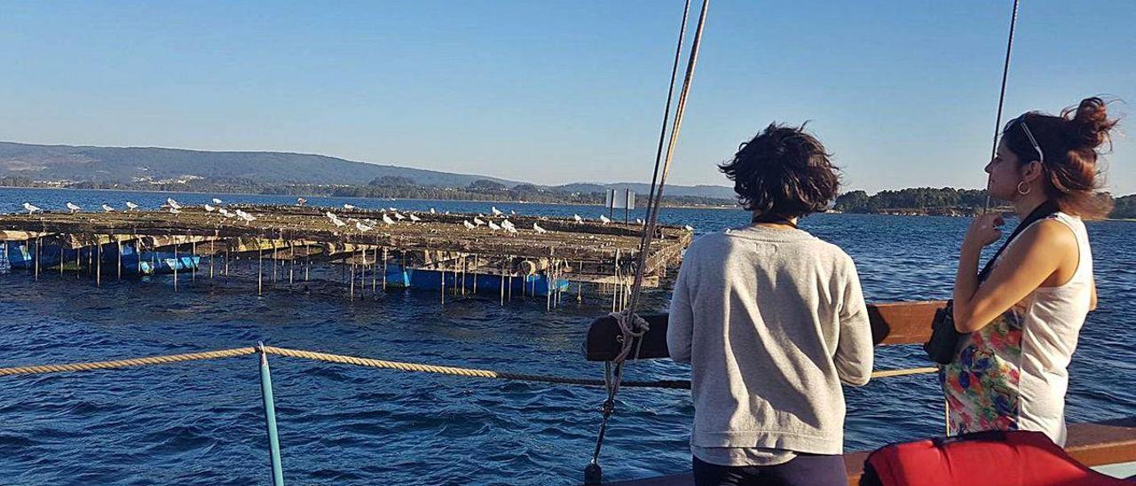 Observación de aves a bordo del barco &quot;Chasula&quot; en la Reserva Ornitológica de O Grove.