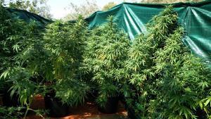 undefined45070459 plantes de marihuana decomissades en l operatiu al barri de 180917151730