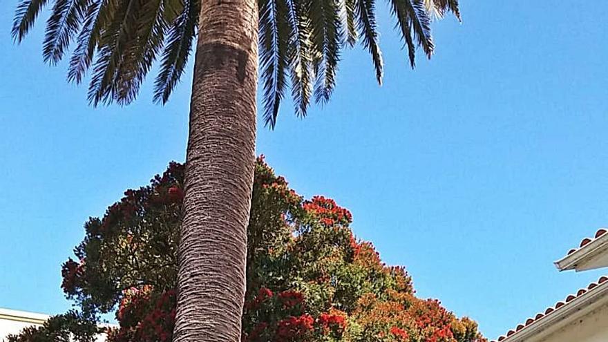 Un técnico inspecciona una palmera de una vivienda cambresa. |   // LOC