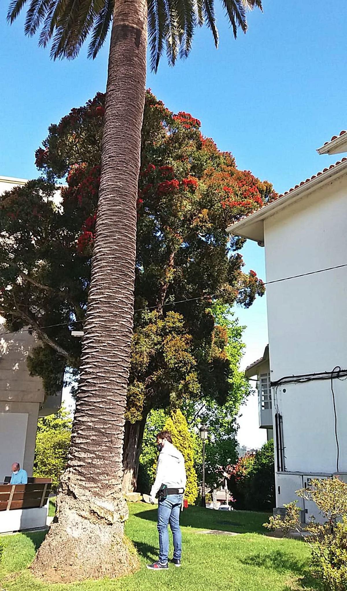 Un técnico inspecciona una palmera de una vivienda cambresa. | // LOC
