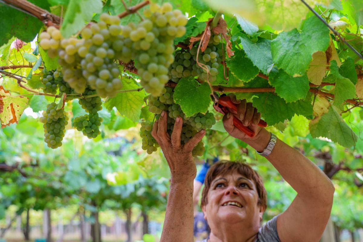 Vendimia en Rías Baixas.